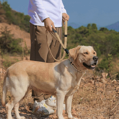 longe pour chien | Teckel