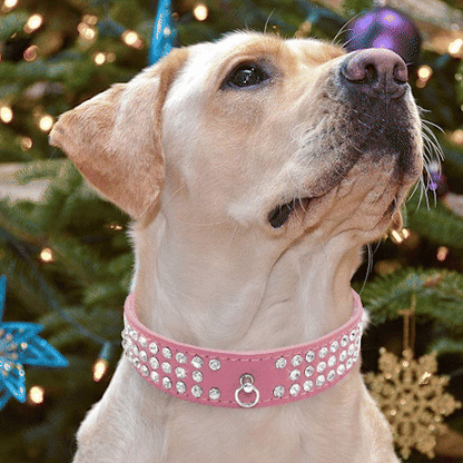 collier de dressage pour chien | Canines