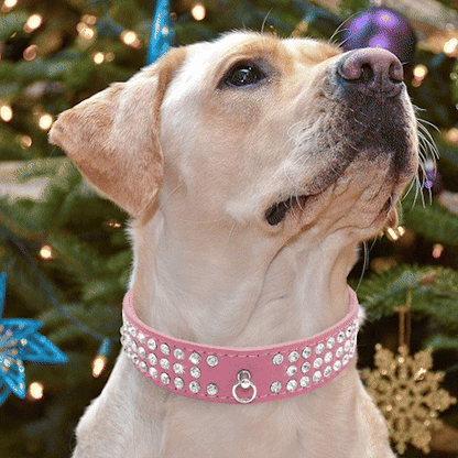 Collier pour chien | Résistant et Ajustable