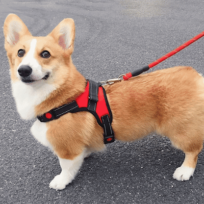 Harnais pour chien | Confort Résistant