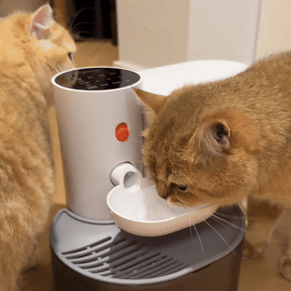 Fontaine a eau chat | Filtration Continue