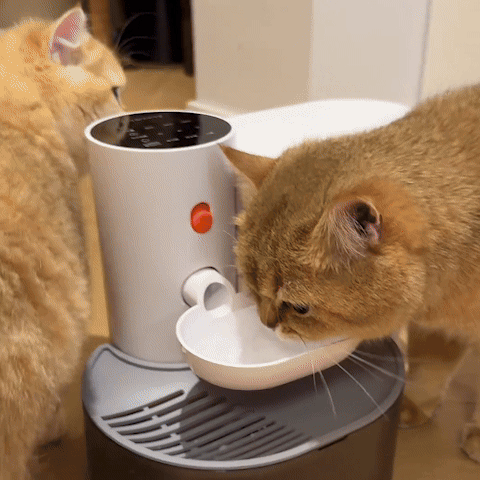 Fontaine a eau chat | Filtration Continue