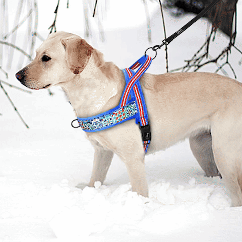 harnais chien anti traction | Monka
