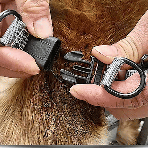 Harnais pour chien | Confort Optimal