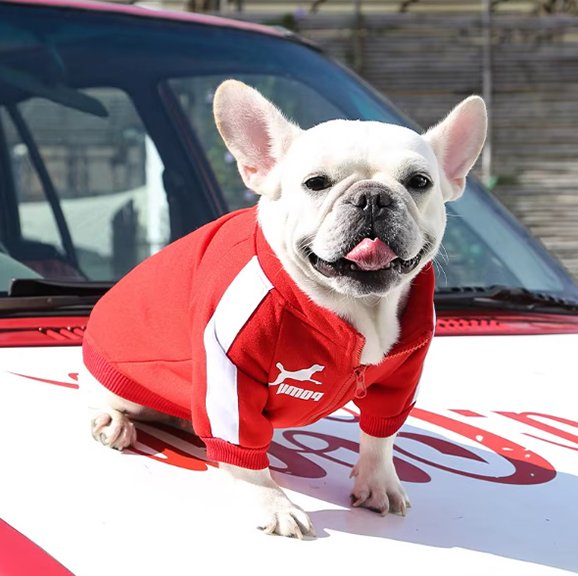 Tendance Confort Pull chien