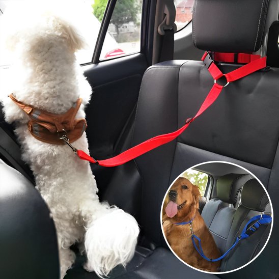 Ultra-Résistante Laisse chien