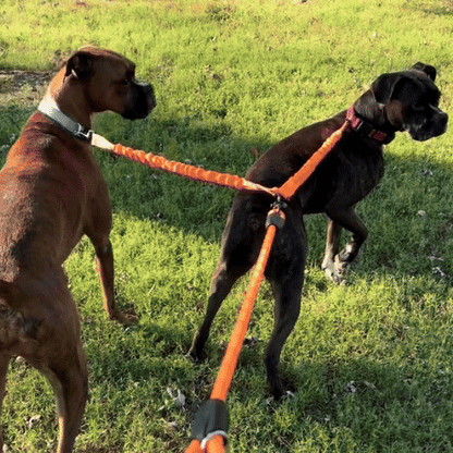 Laisse double pour chien | Confort et Sécurité