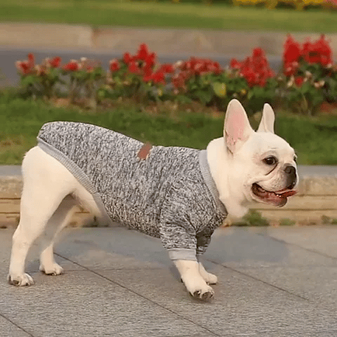 Pull chien | Ultra-confortable