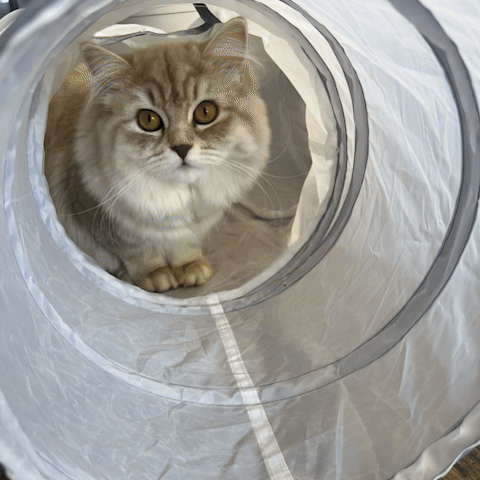 Tunnel chat | Pliable 5-en-1