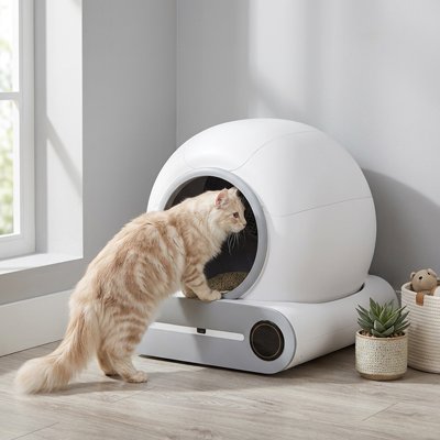 Bac litière Chat blanc