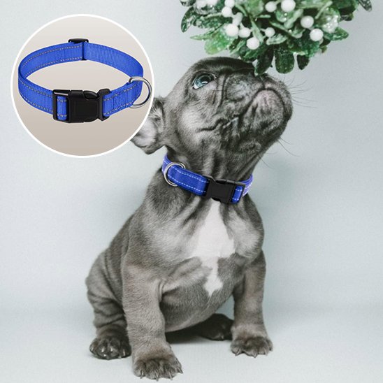 bleu Collier pour chien Résistant et Confortable