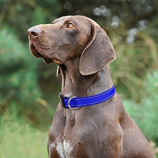 bleu Collier pour chien 