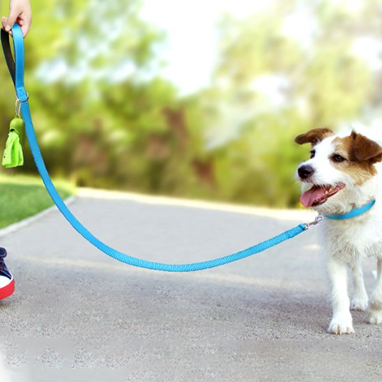 bleu Laisse pour chien securite