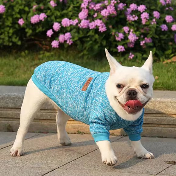 bleu Pull chien