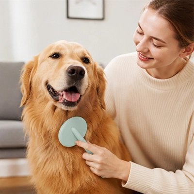 Brosse Chien vert