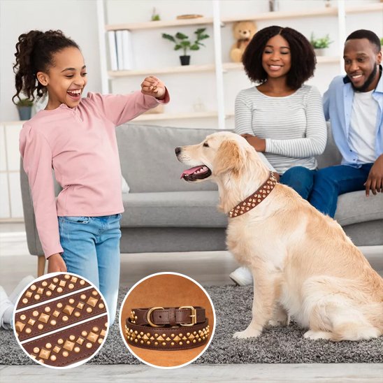 brun Collier chien Premium Résistant