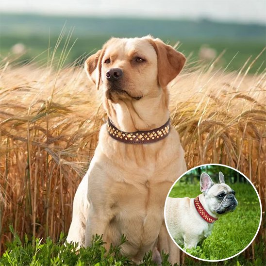 brun Collier chien