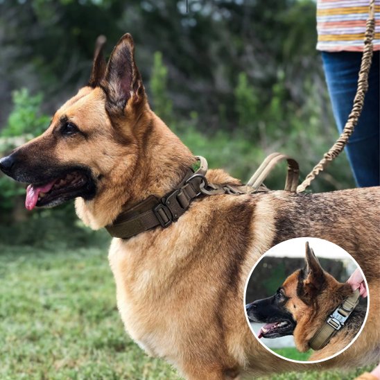 brun Collier pour chien confort