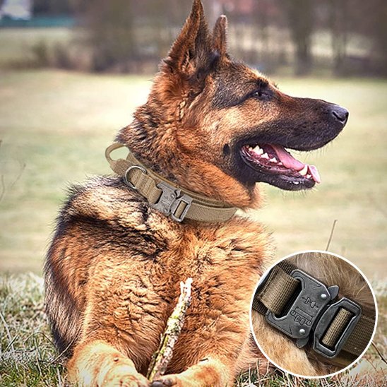 brun Collier pour chien
