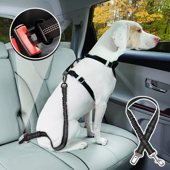 Ceinture chien voiture noir