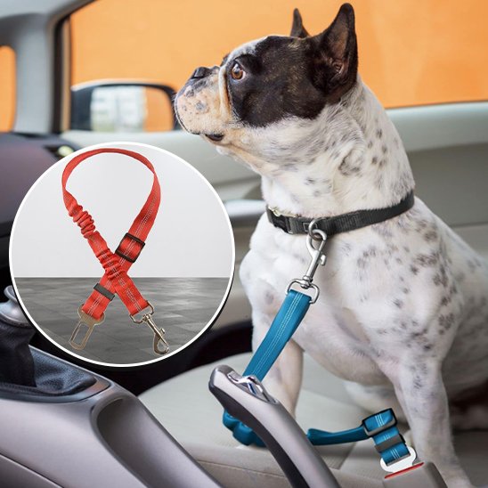 Ceinture chien voiture rouge bleu