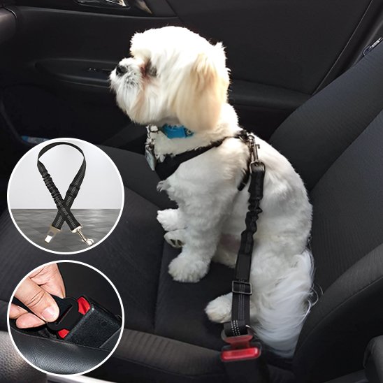 Ceinture chien voiture