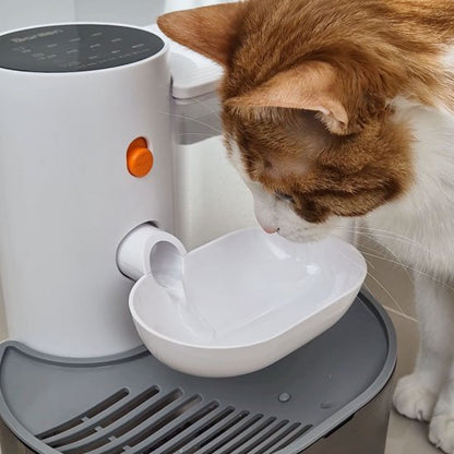 chat Fontaine a eau chat