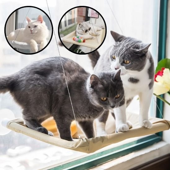 chat panier fenetre