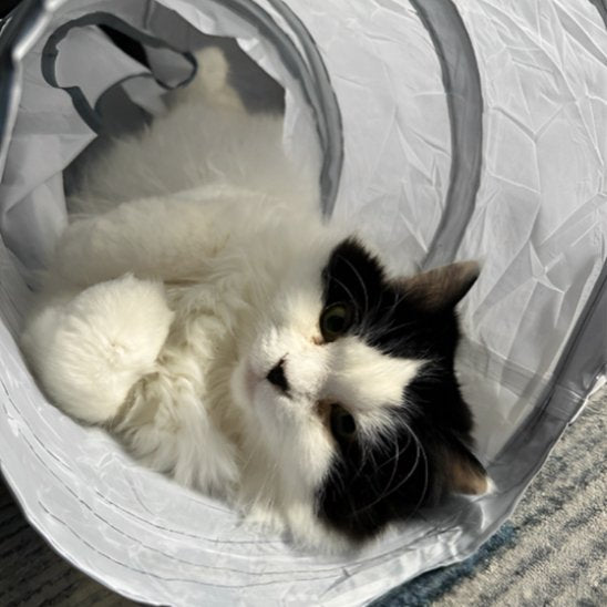chat tunnel confo