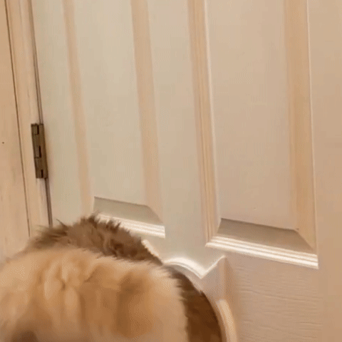 Chatière Tête de Chat | Design Premium