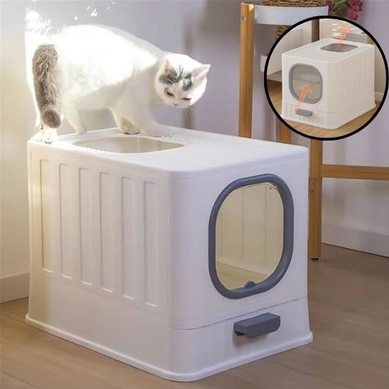 chaton litiere