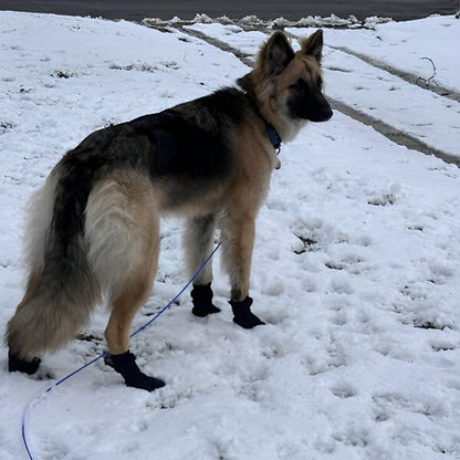 Chaussures chien toutes saison