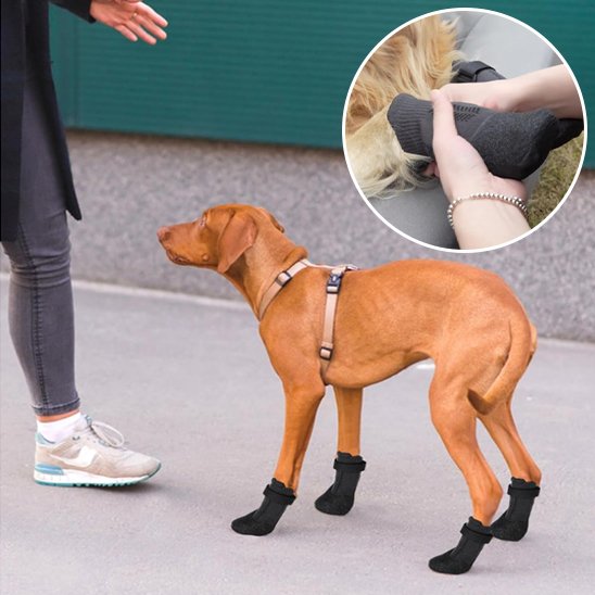 Chaussures noir chien toutes saison
