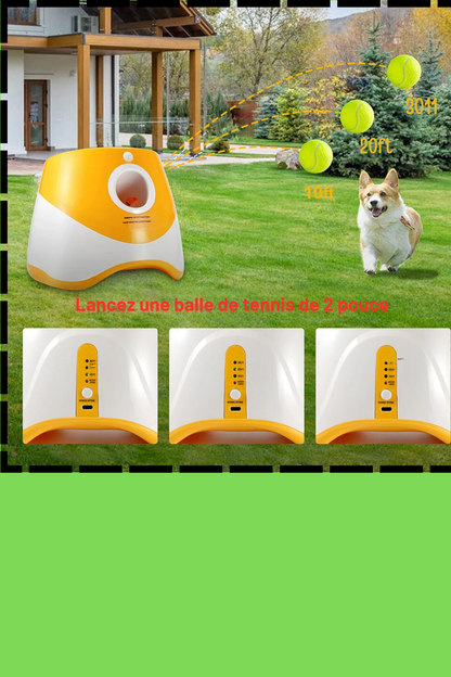 chien amuser cours lanceur