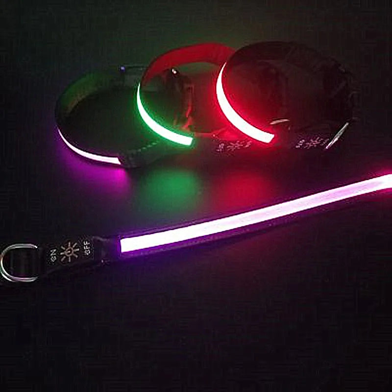 chien collier USB