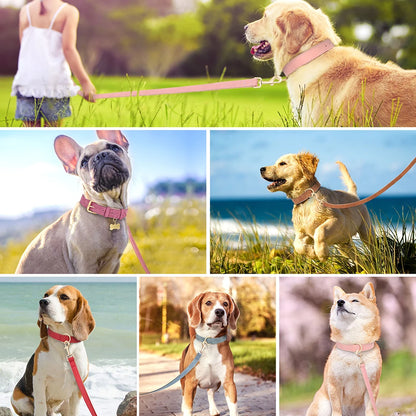 chien collier laisse