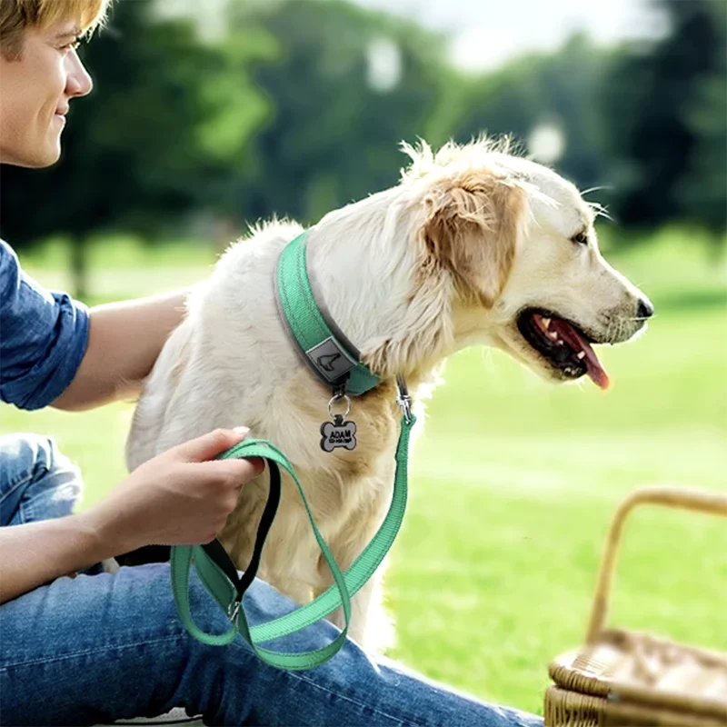 chien collier pique nique