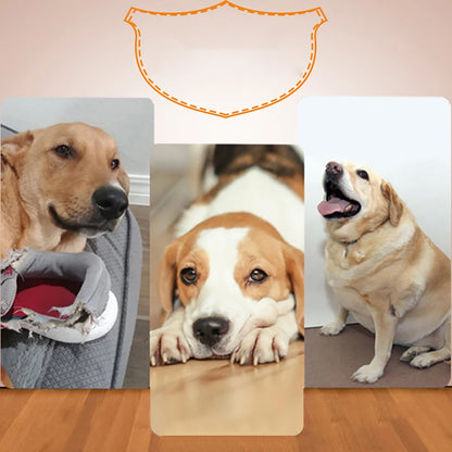 chien ennuyer sans lanceur