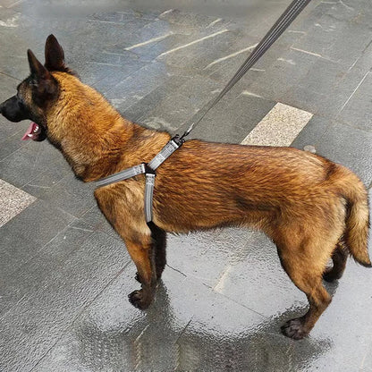 chien harnais berger allemand