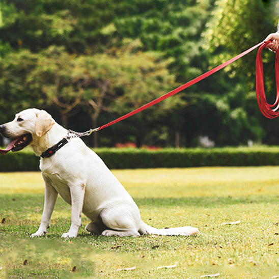 chien laisse longue