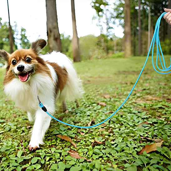 chien longe heureux