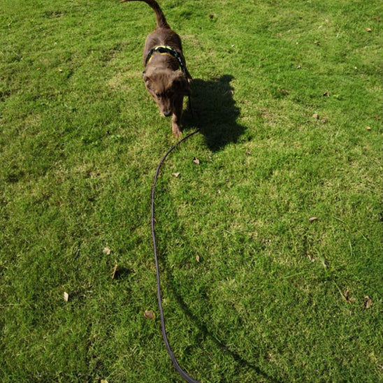 chien longe pelouse