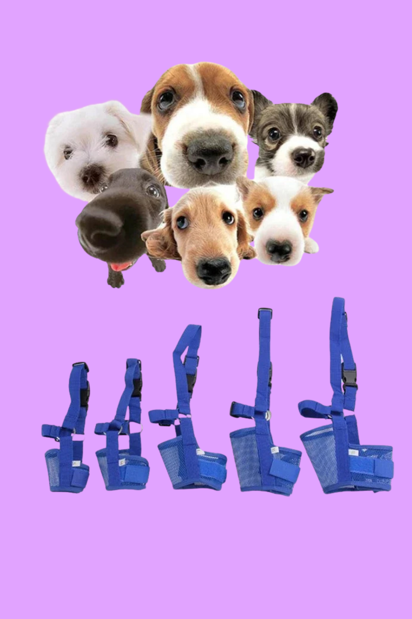 chien museliere bleu