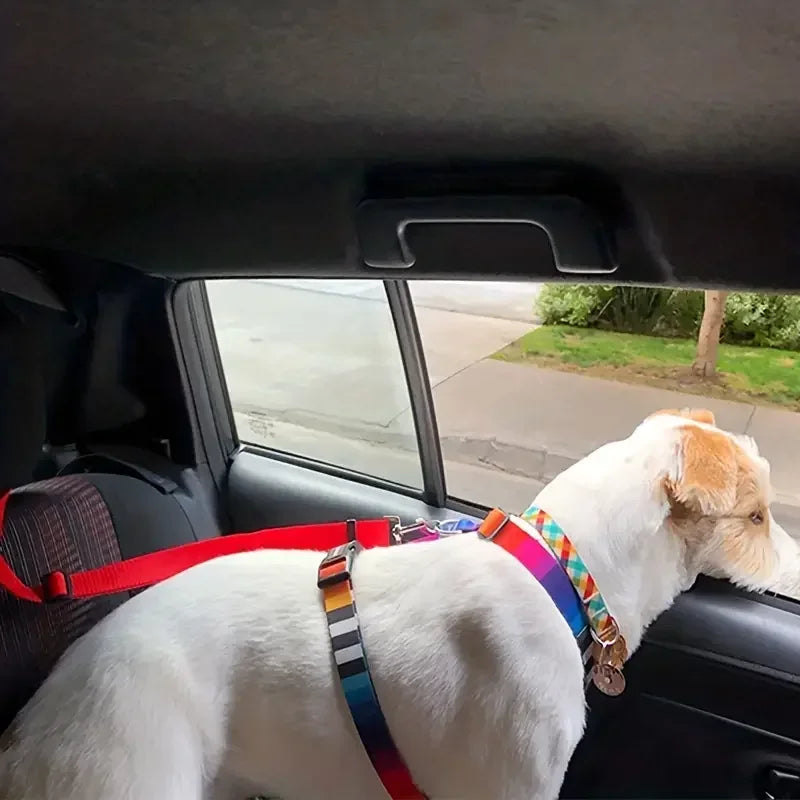 chien securite voiture