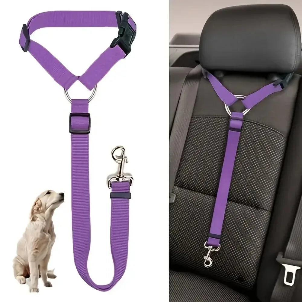 chien transport voiture