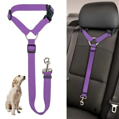 chien transport voiture