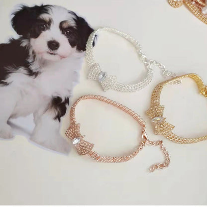 chiot adorable collier chien