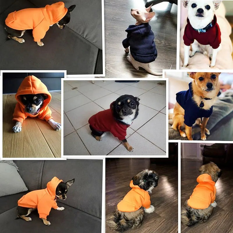 chiot vetement pour chien