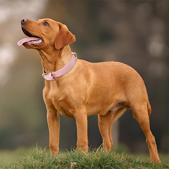 Collier chien Premium Confort