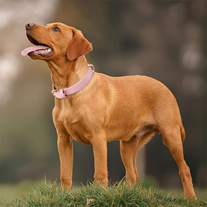 Collier chien Premium Confort